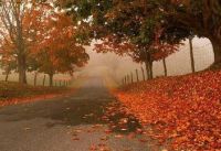 شعر:   محمد مصطفى حمام